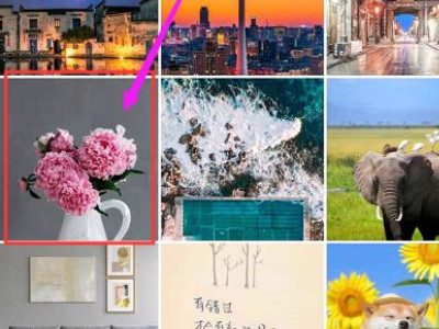 形色拍照识别花草第4步