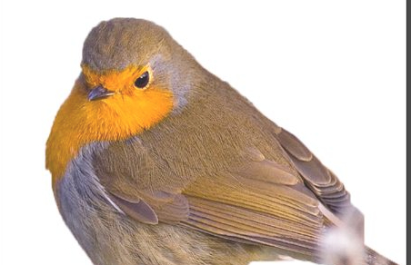 ps怎么把图抠出来第4步