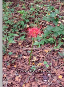 ps反选的快捷键是什么第4步